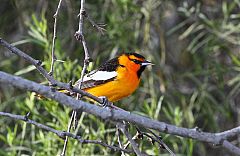 Bullock's Oriole