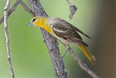 Bullock's Oriole