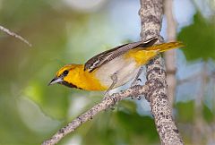 Bullock's Oriole