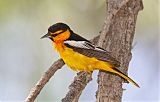 Bullock's Oriole