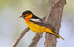 Bullock's Oriole