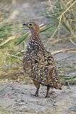 Burchell's Sandgrouse