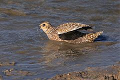 Burchell's Sandgrouse