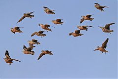 Burchell's Sandgrouse