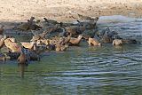 Burchell's Sandgrouse