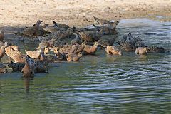 Burchell's Sandgrouse