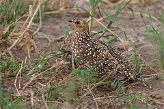 Burchell's Sandgrouse