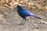 Burchell's Starling