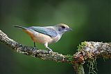 Burnished-buff Tanager