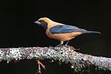 Burnished-buff Tanager