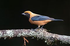 Burnished-buff Tanager