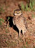 Burrowing Owl