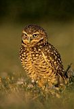 Burrowing Owl