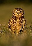 Burrowing Owl