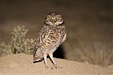 Burrowing Owl