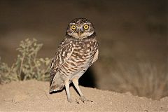 Burrowing Owl