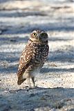 Burrowing Owlborder=