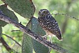 Burrowing Owlborder=