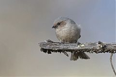 Bushtit