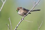 Bushtit