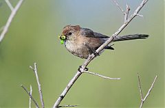 Bushtit