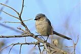 Bushtit