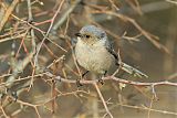 Bushtit