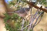 Bushtit