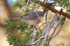 Bushtit