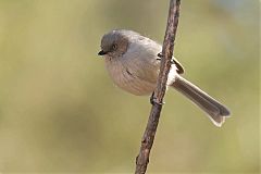 Bushtit