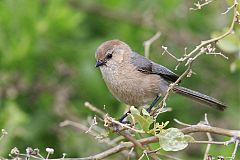 Bushtit