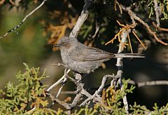 Bushtit