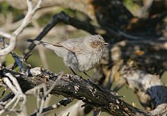 Bushtit