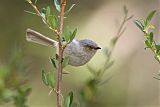 Bushtit