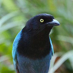 Bushy-crested Jay