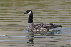 Cackling Goose