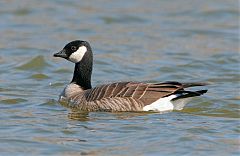 Cackling Goose