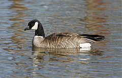 Cackling Goose