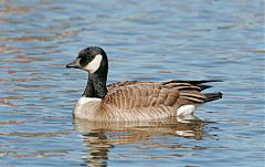 Cackling Goose