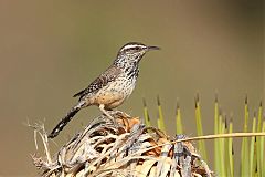 Cactus Wren