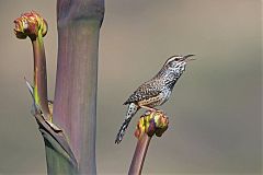 Cactus Wren