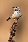 Cactus Wren