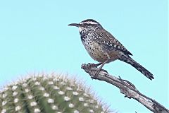 Cactus Wren