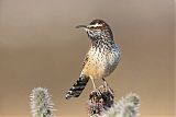 Cactus Wren