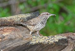 Cactus Wren