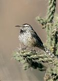 Cactus Wren