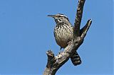 Cactus Wren