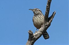 Cactus Wren