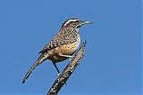 Cactus Wren