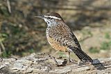 Cactus Wren